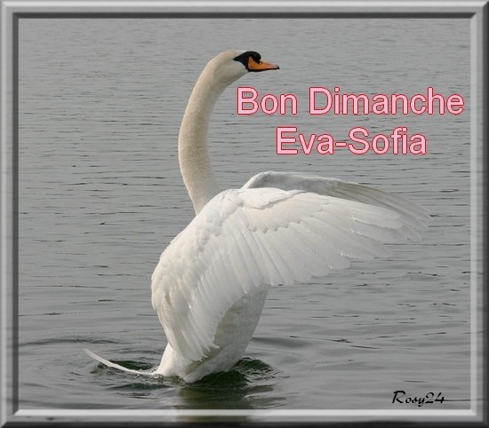 joli cygne offert a EVA-SOFIA pour un bon dimanche