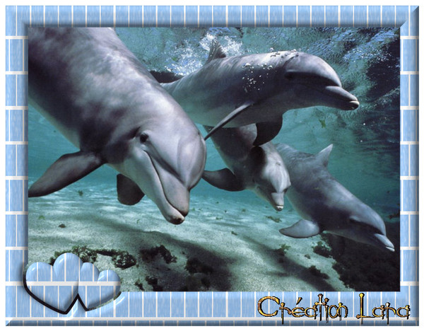 joli cadre avec de gentils dauphins