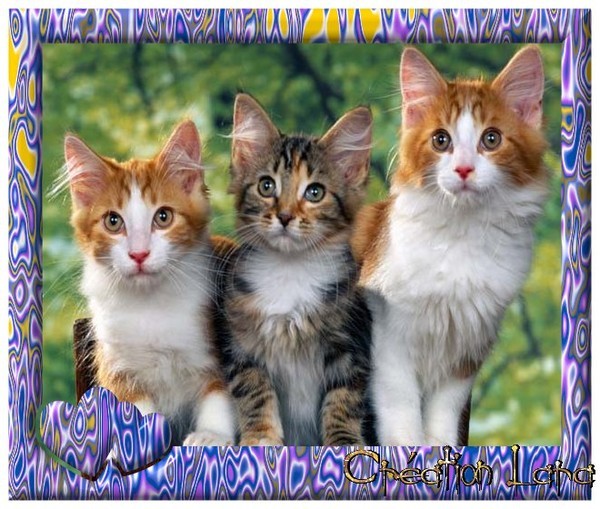 3 jolis chats dans un joli cadre avec coeur