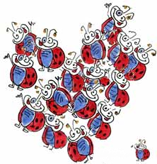 coeur de Coccinelle