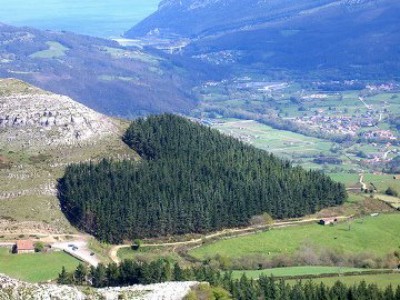 Une superbe forêt en forme de coeur