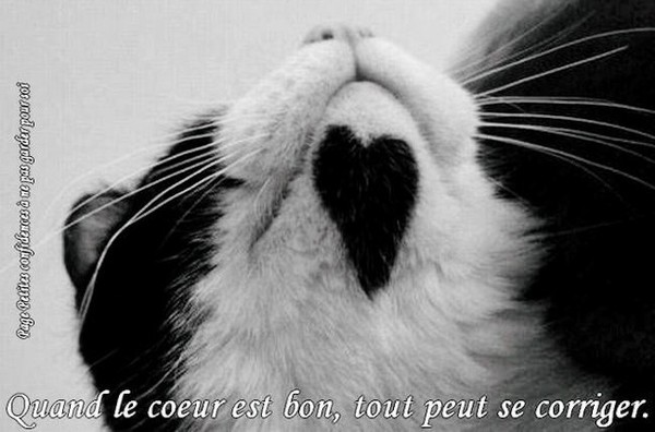 chat et coeur...image offerte par MONIQUE