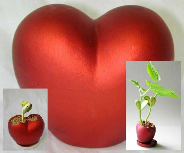 ORIGINAL. un coeur magique avec éclosion de plante