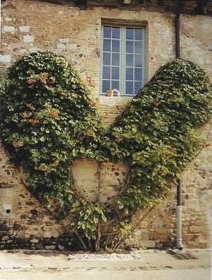 un Coeur de lierre sur un mur de maison