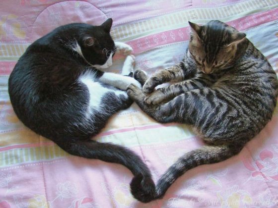 Deux chats formant un coeur