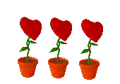 3 fleurs-coeur animée dans leur pot