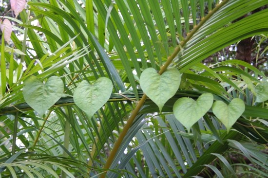 Coeur-nature. des beaux coeurs feuilles