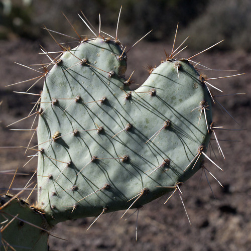 voici un coeur qui faut évite de trop approcher!!