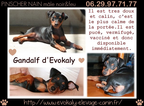 PINSCHER NAIN disponible immédiatement !