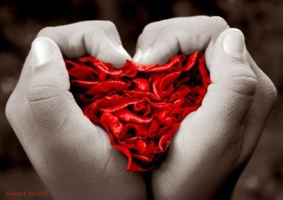 main en forme de coeur avec pétales de roses