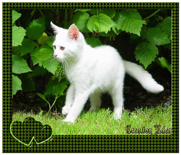 joli chaton tout blanc dans un monde de verdure