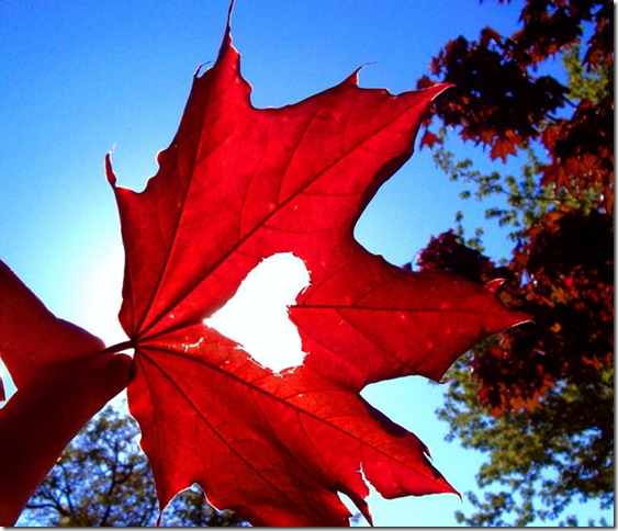 coeur dans feuille d'automne