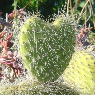 COEUR NATURE. Un coeur bien piquant!!