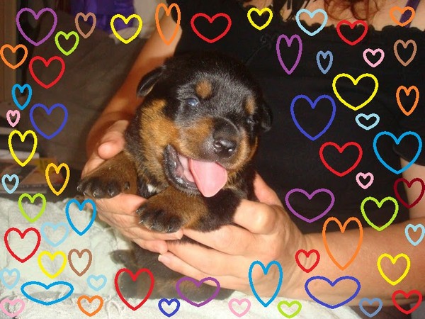 voici un adorable petit chiot rottweiller