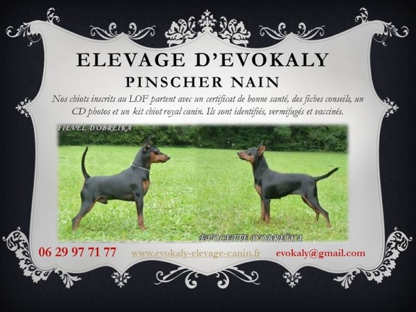 PROCHAINE PORTEE PINSCHER NAIN  et  ROTTWEILLER