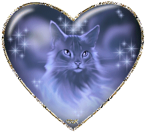 joli chat dans un coeur