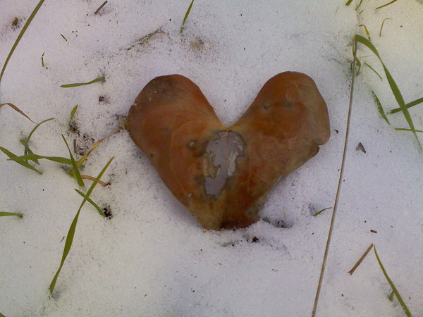 un coeur de feuille morte dans la neige