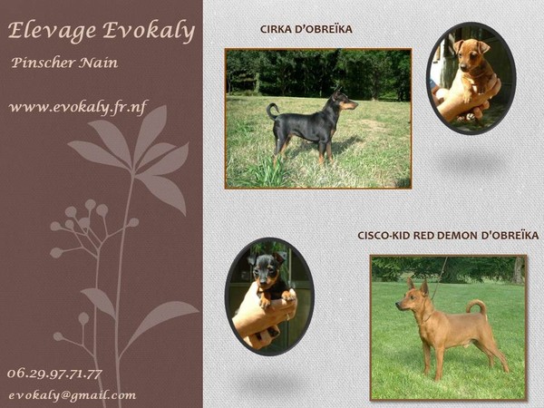 PROCHAINE PORTEE PINSCHER NAIN en avril 2011