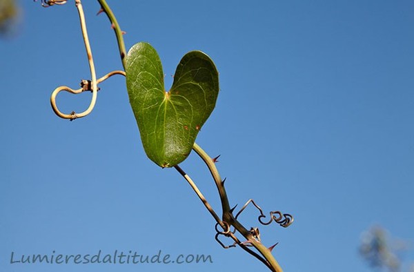 une feuille en coeur et fond de ciel bleu