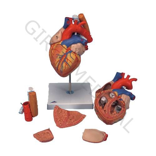 Anatomie. Cœur avec trachée et oesophage