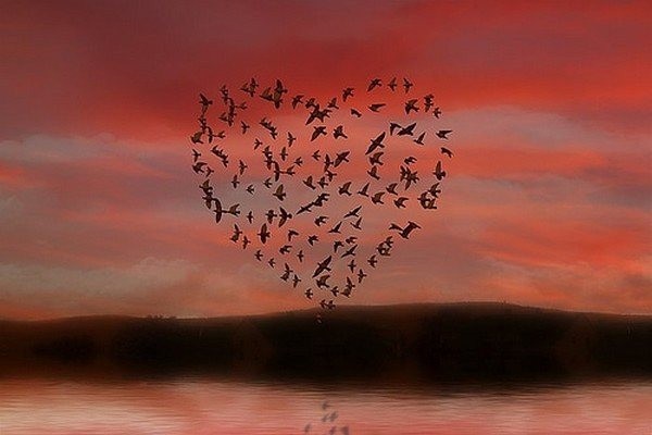 un coeur d'oiseaux dans un ciel rouge