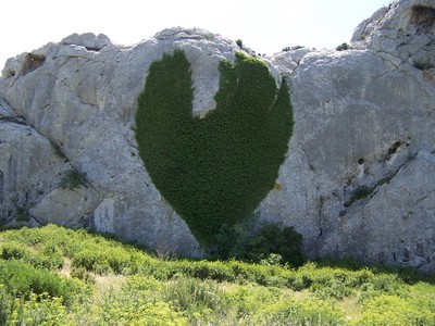 image de coeur vegetal 