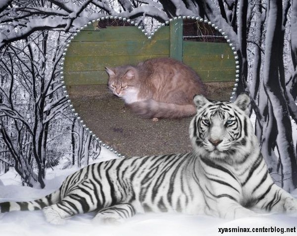 chat dans un coeur accompagné d'un superbe tigre