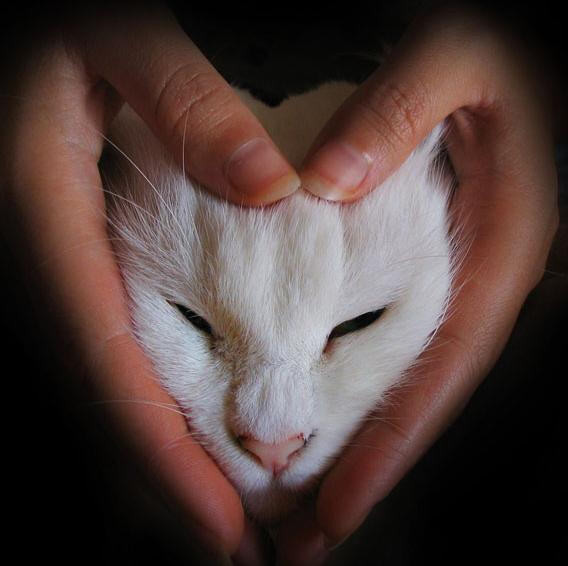 Photo. Un Coeur d'Amour de chat