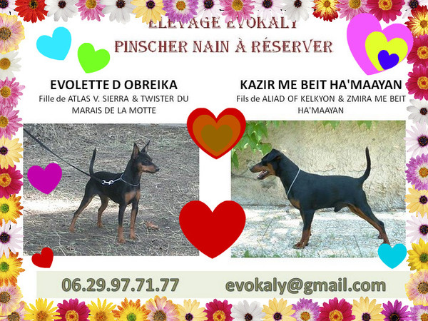 PORTEE PINSCHER NAIN