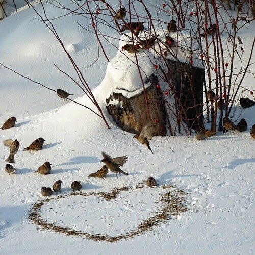 belle photo d'oiseaux et coeur de graines