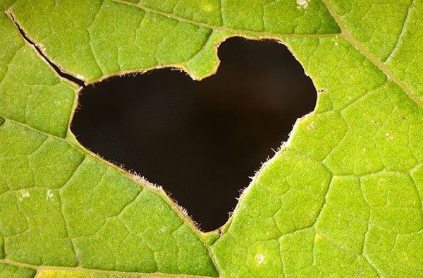 un joli coeur decoupé dans une feuille