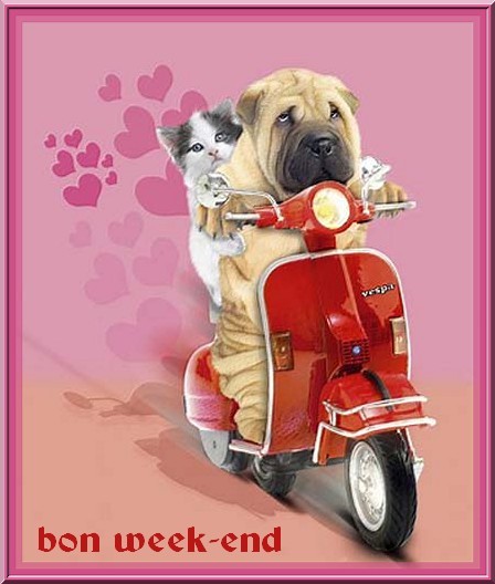 BON WEEKEND. chien et chat en moto!