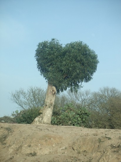 Un arbre coeur pour les amoureux