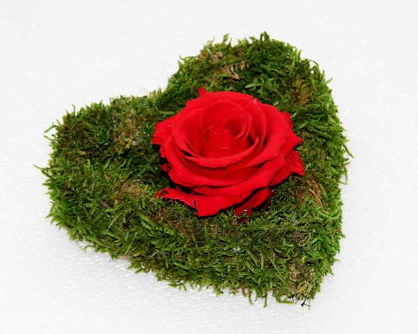 Rose rouge sur un coeur de mousse