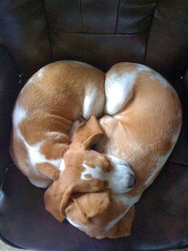 chiens enlacés formant un coeur