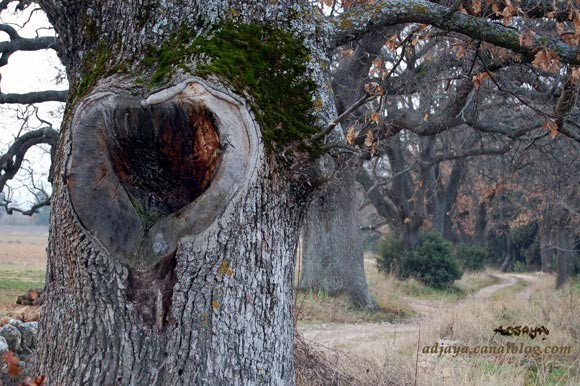 Coeur de la nature. un Coeur de Chêne