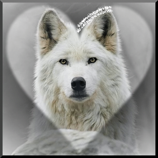Magnifique Loup dans un coeur