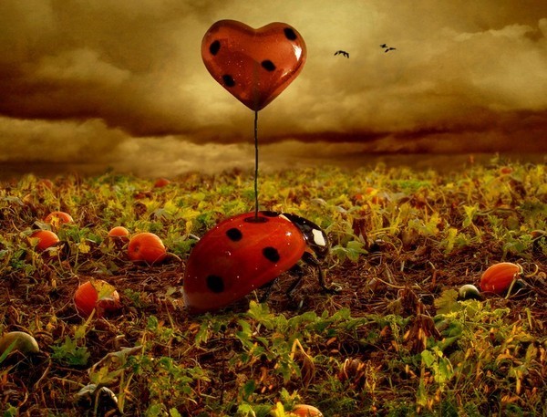 image de coccinelle et coeur