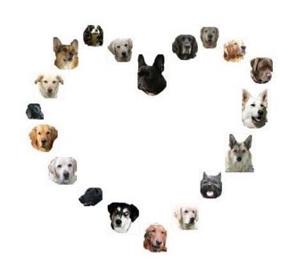 LOGO coeur de l'association des chiens de coeur