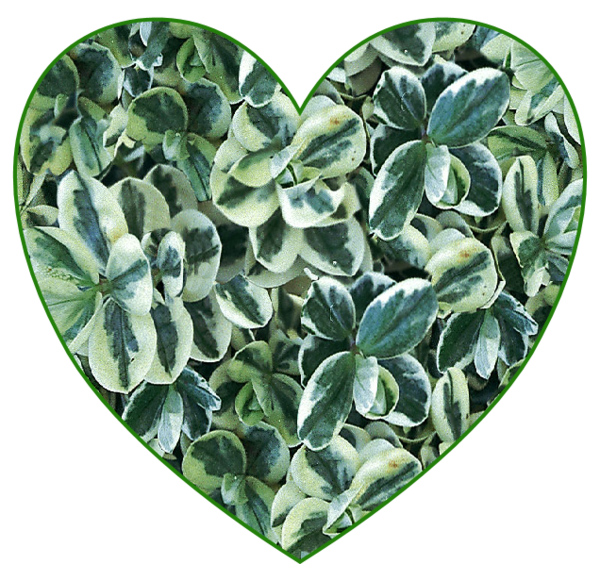 Coeur de feuilles vertes