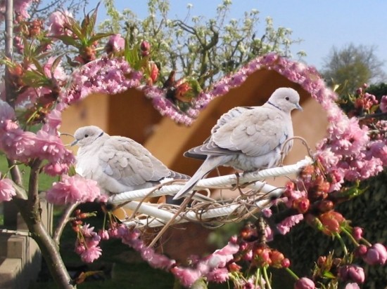 belle image d'oiseaux dans un coeur