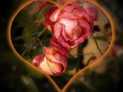 Jolies roses dans un coeur