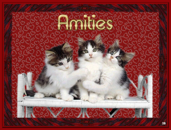 AMITIE avec 3 jolis chatons de notre amie DOMINIQUE