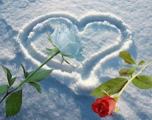 coeur de neige et belles roses