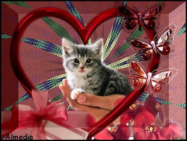 Magnifique ce petit chaton dans un superbe coeur