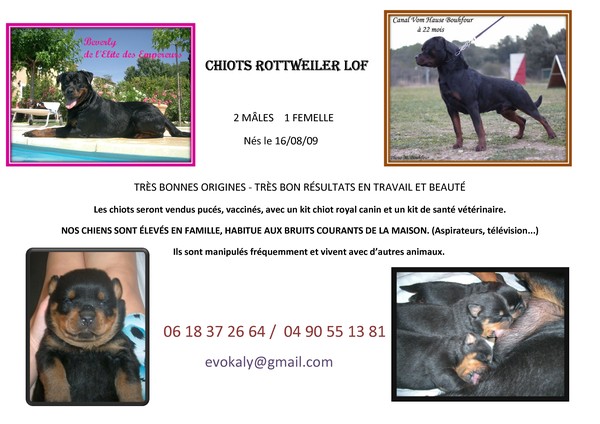 Chiot Rottweiler LOF