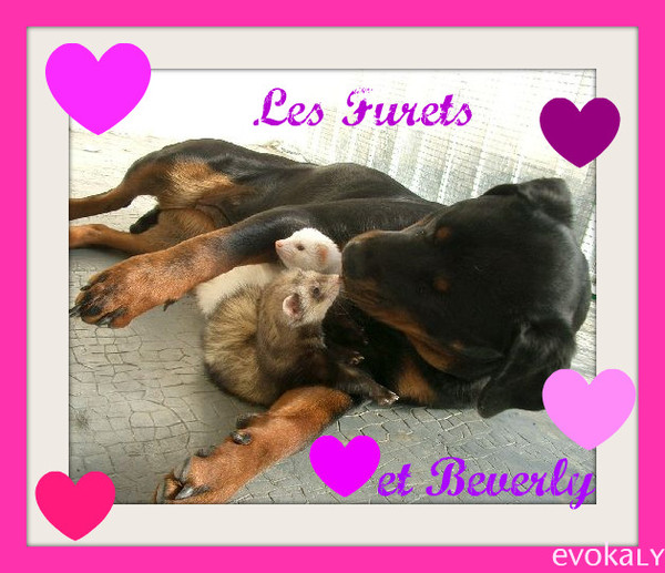 Beverly la chienne de ma fille joue avec ses amis les furets