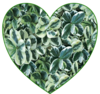 Coeur de feuilles vertes